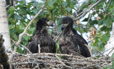 Eaglets in Nest 0608-5j Yakima Canyon