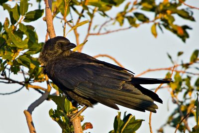 Crow in a tree
