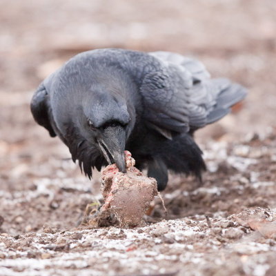 Eating meat on the ground