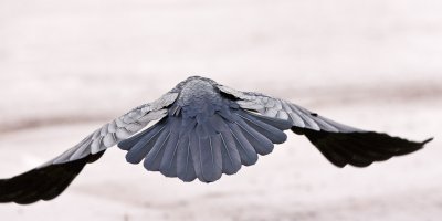 View from behind in flight