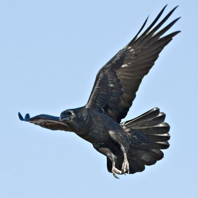 In flight