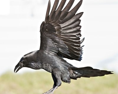 In flight wings almost vertical