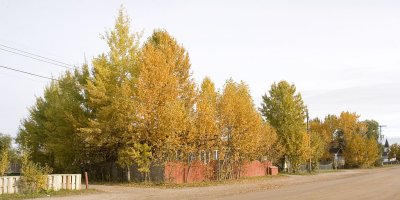 Fall colours on Revillon Road North