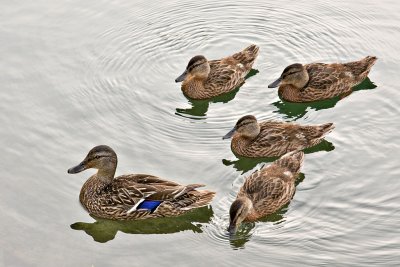 Ducks on Lake Commando