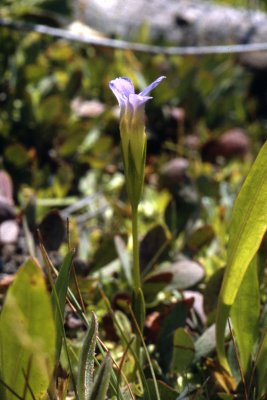 Gentianopsis holopetal