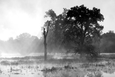 Fog Shot, Highway 135, 10-24-2009