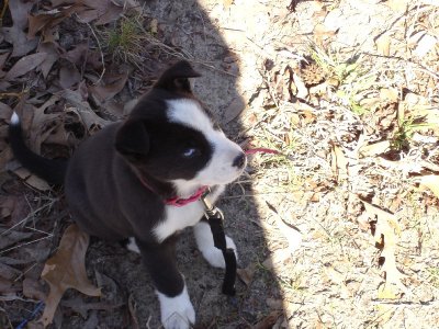 Puppy We Got For Short While