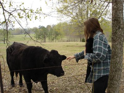 Cow that Approached Our Fence