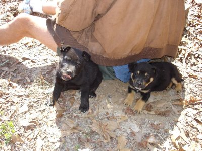 2 Puppies We Got