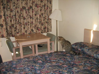 Cats in Hotel Room