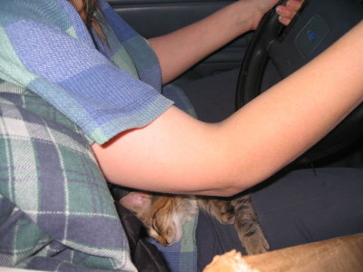 Cat in Wife's Lap While Driving