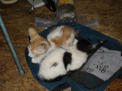 New Cats--Orange Cat & Black/White
