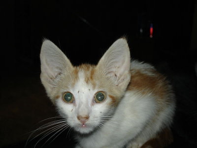 Orange Kitty We Found