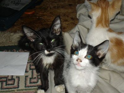 Black Cat and B/White Cat