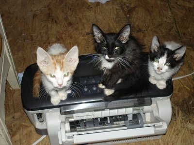 3 Kitties (Minus Socks Male Cat from Tucson)