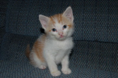 Orange Kitty We Found