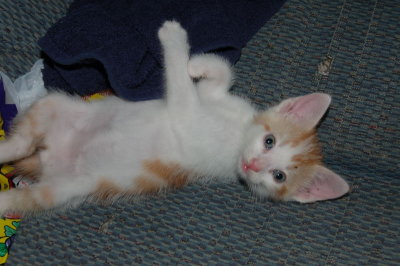 Orange Kitty We Found