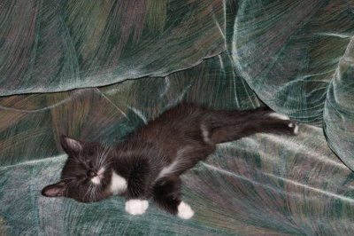 Black-White Kitty We Got From Ad in Paper