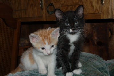 Orange/Black-White Kitty