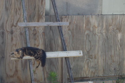 Precious Kitty, Last Shot