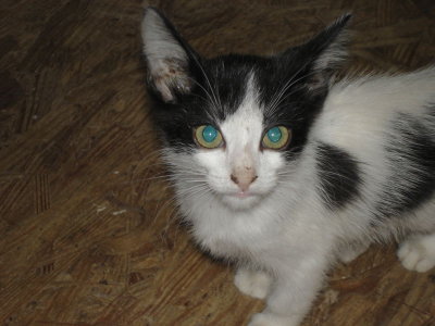 Black-White Kitty We Got From Ad in Paper