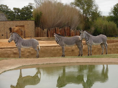Zebras, Zoo, 10-12-2006 (#74)