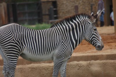 Zebras, Zoo, 10-12-2006 (#3364)