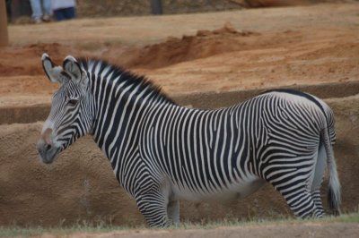 Zebra, Zoo, 10-12-2006 (#3367)