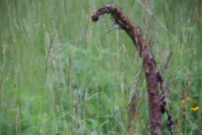 20080624_174159_d80.jpg