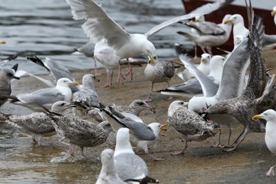 139 Douarnenez 2008 MK3_5876 DxO web.jpg