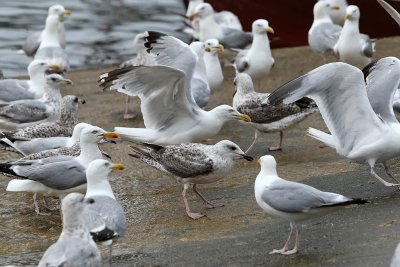 140 Douarnenez 2008 MK3_5877 DxO web.jpg