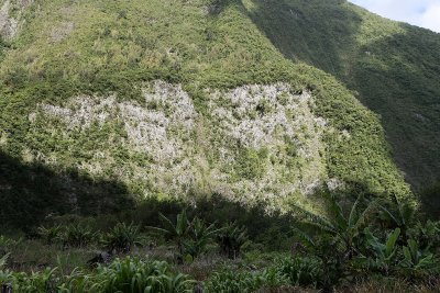 ile de la Runion - Le long de la rivire Langevin