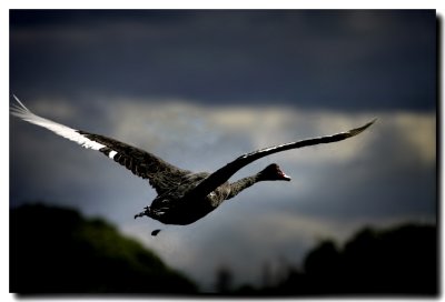 Black Swan minus feather