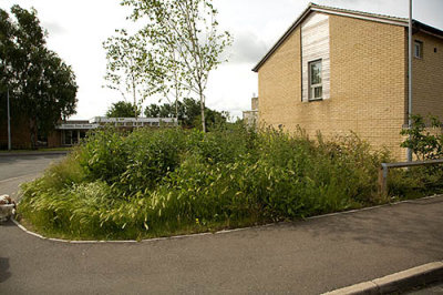The corner of the last new build which is full of weeds and was like this for over two months