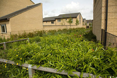 Look into the new build showing all the weeds
