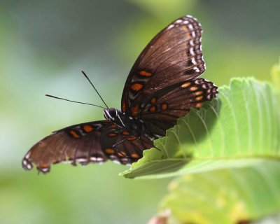 Red-spotted Admiral.jpg