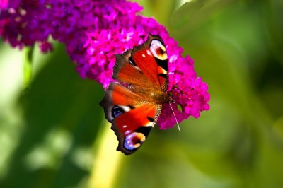 With open wings