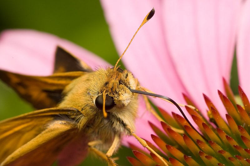 Skipper butterfly 5161 (V69)