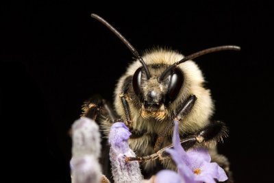 Bee on lavender 4819 (V68)