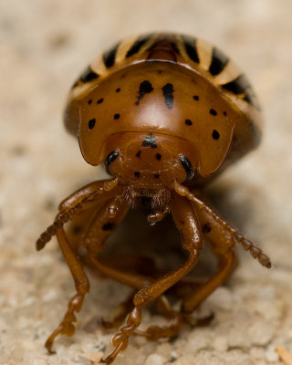 Odd beetle 4823 (V68)