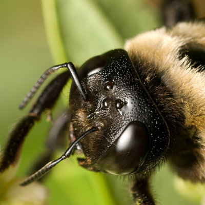 Bee on flower 4939 (V68)