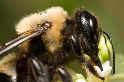 Bee on flower 4921 (V68)