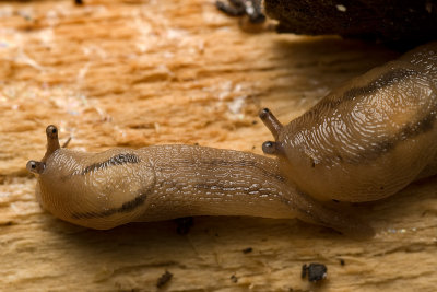 Slug love 4899 (V68)