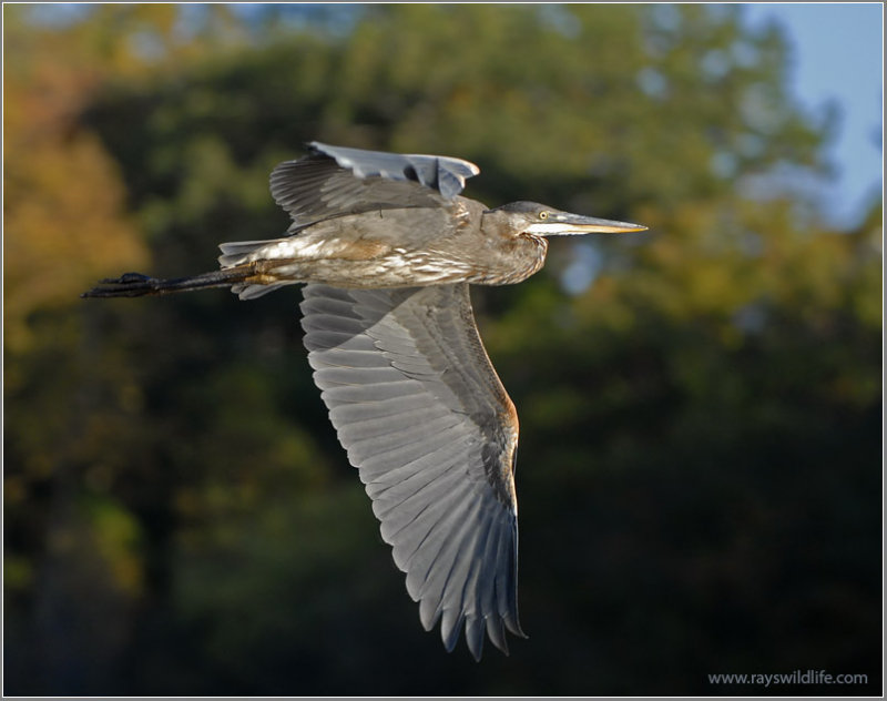 Heron in Flight 17