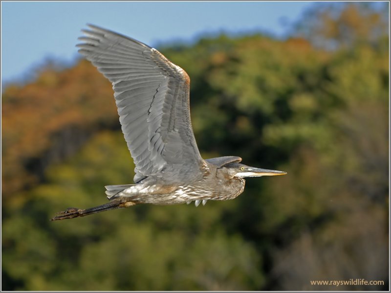Heron in Flight 18