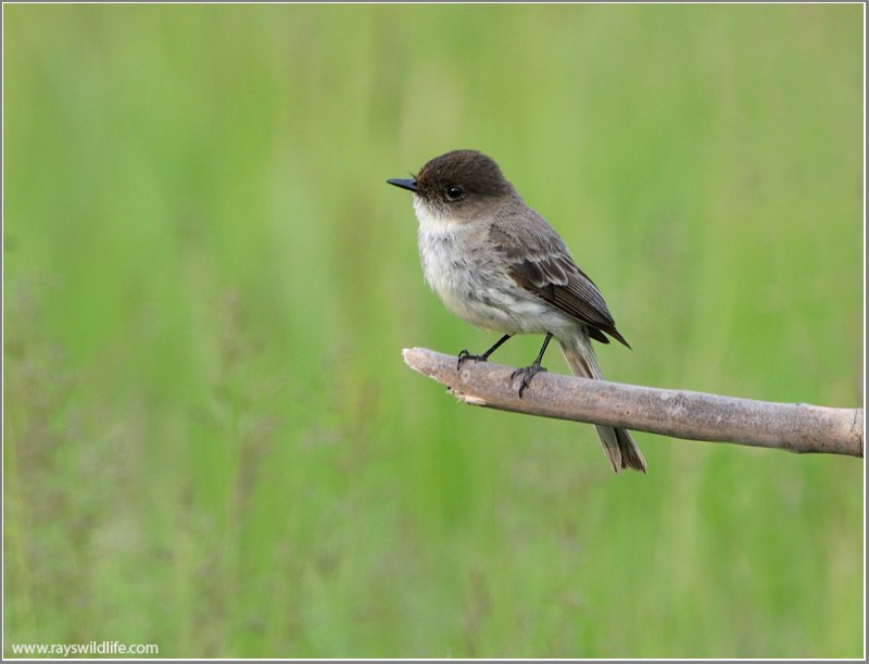 Eastern Phoebe 1