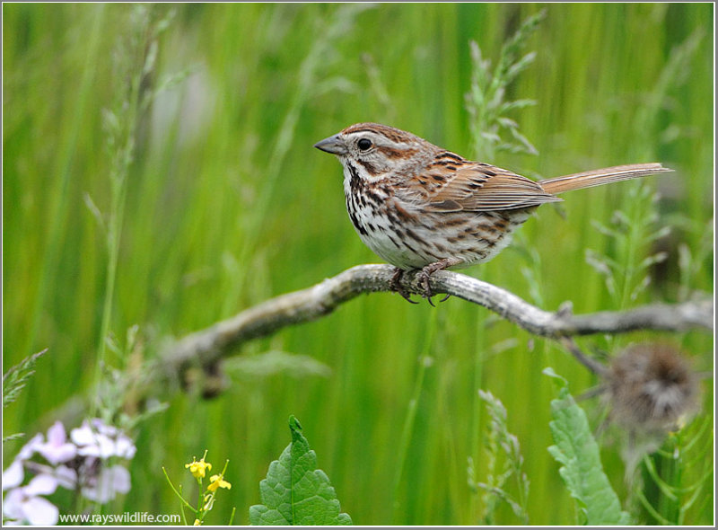 Song Sparrow