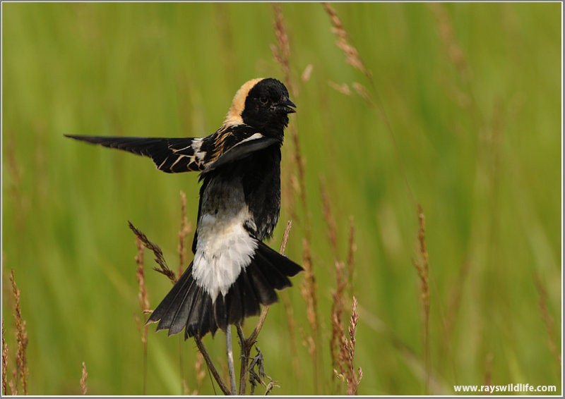 Bobolink 6