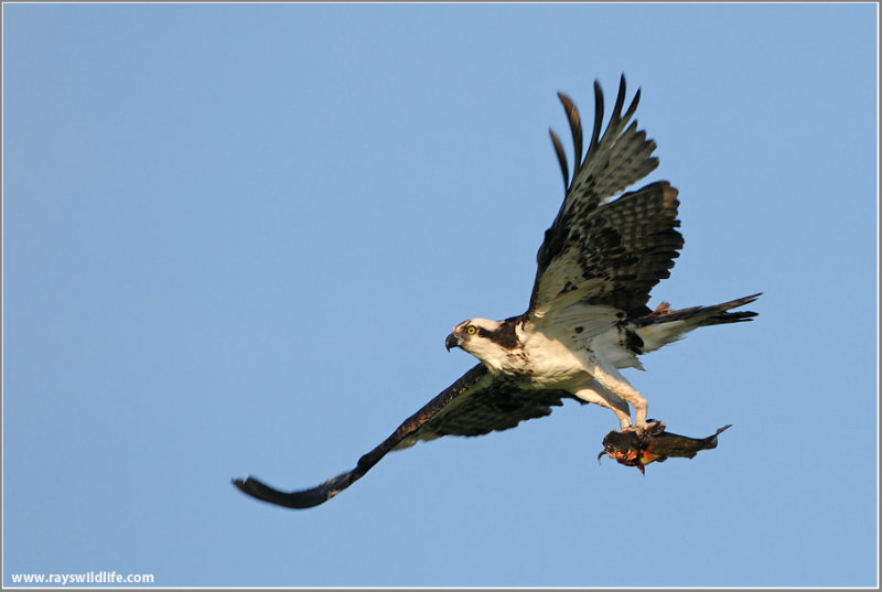 Osprey with Breakfast 49