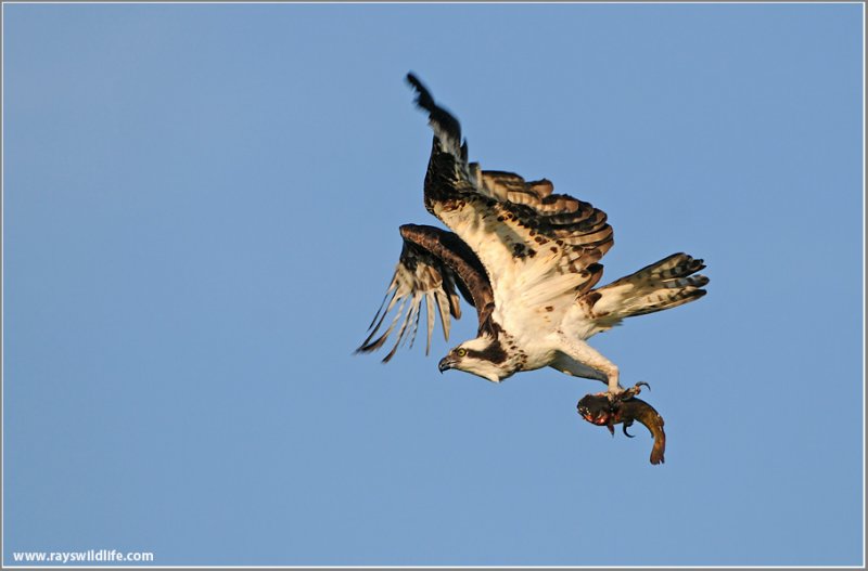 Osprey with Breakfast 50